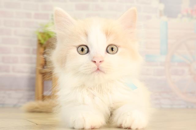 マンチカン(長足)