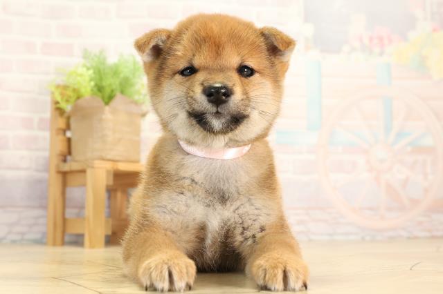 柴犬