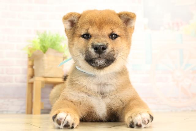 柴犬