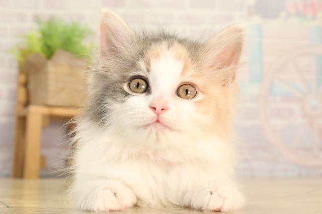 ノルウェージャン・フォレストキャット