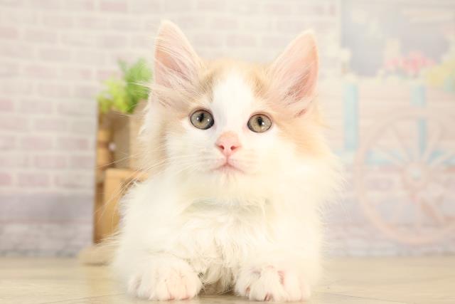 ノルウェージャン・フォレストキャット