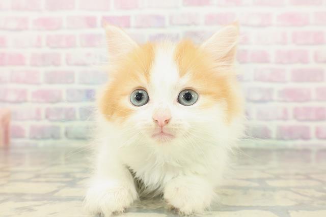 マンチカン（長足）