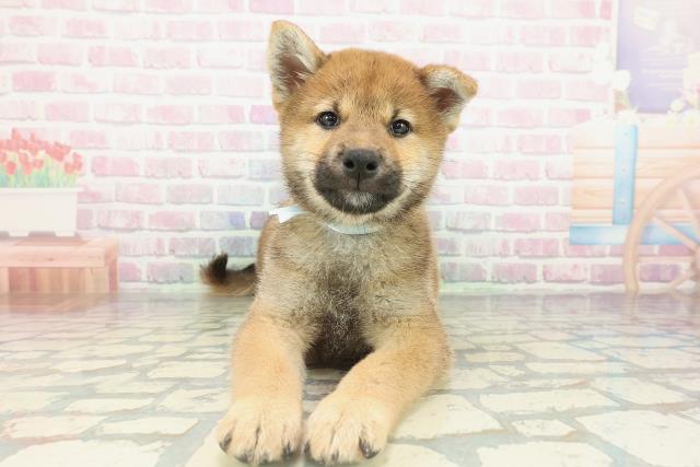 柴犬