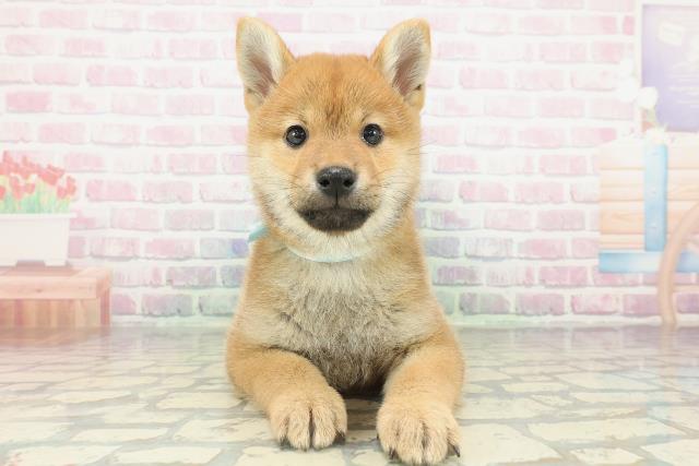 柴犬