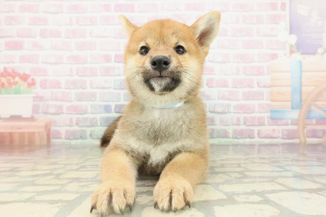 柴犬