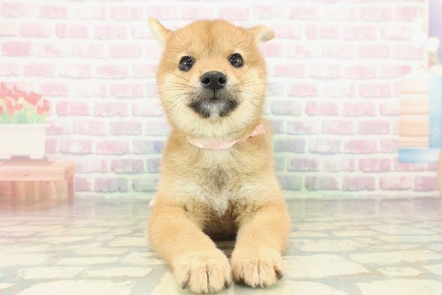 柴犬