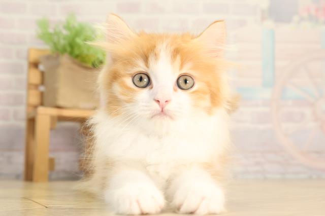 スコティッシュストレート