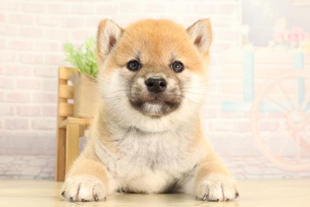 柴犬