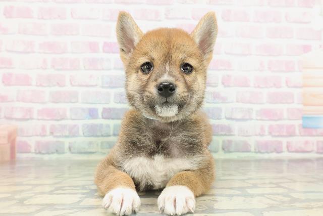 柴犬
