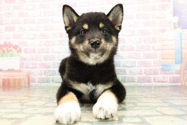 柴犬