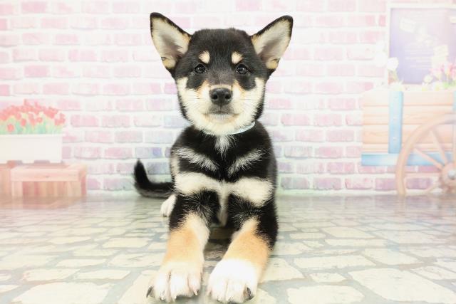 柴犬