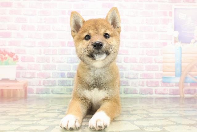 柴犬