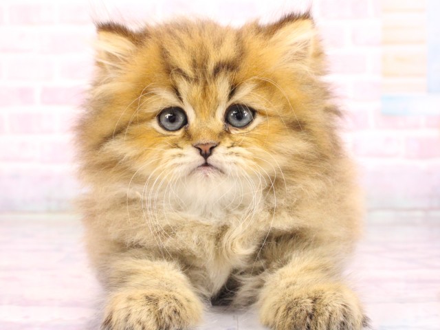 ペルシャ
