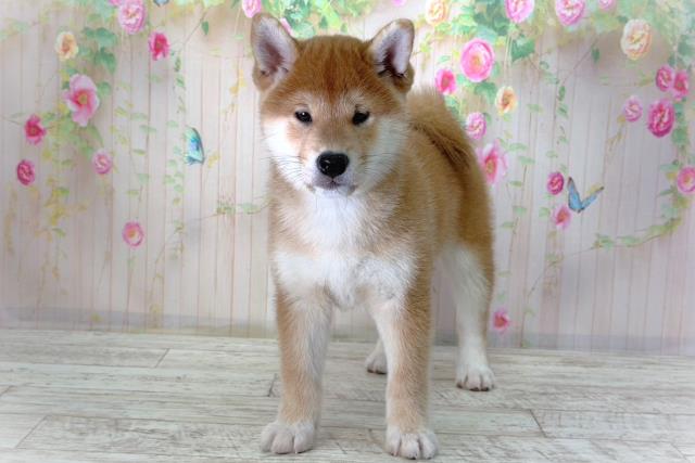 柴犬