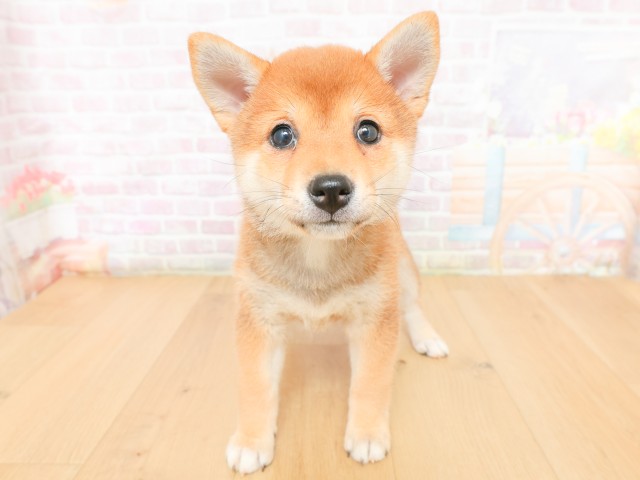 柴犬