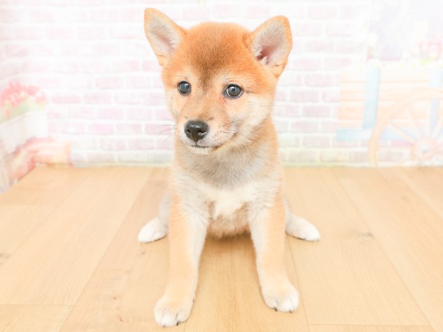柴犬
