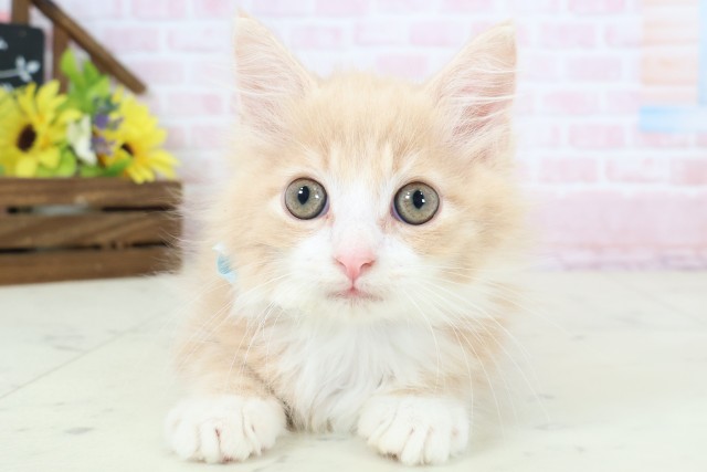 ノルウェージャン・フォレストキャット