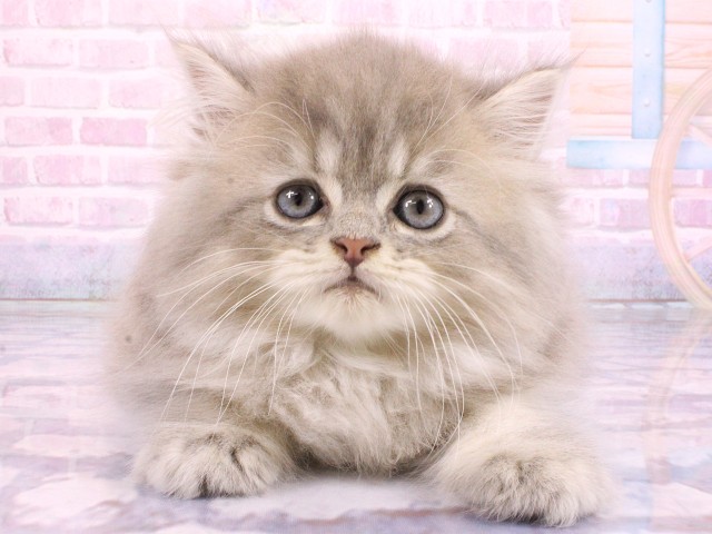 ペルシャ