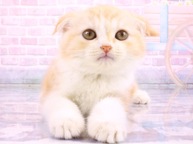 スコティッシュフォールド