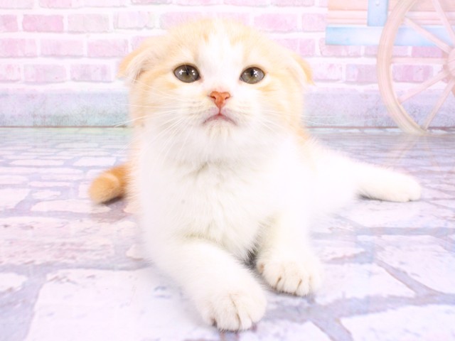 スコティッシュフォールド