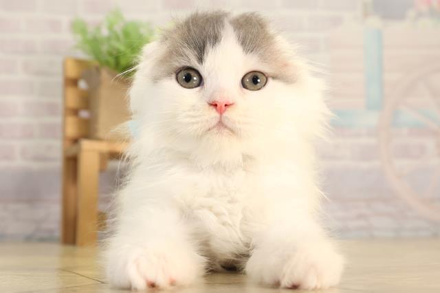 スコティッシュフォールド