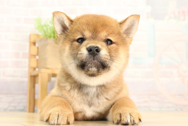 柴犬