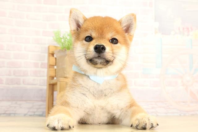豆柴