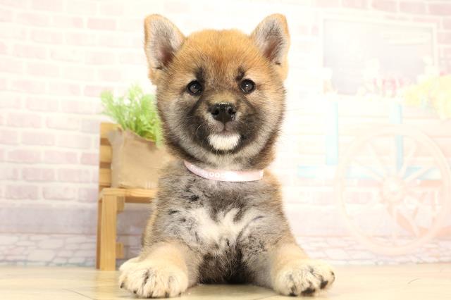 柴犬