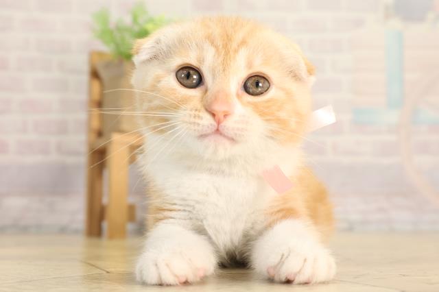 スコティッシュフォールド
