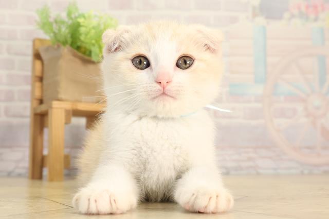 スコティッシュフォールド