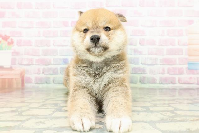 柴犬