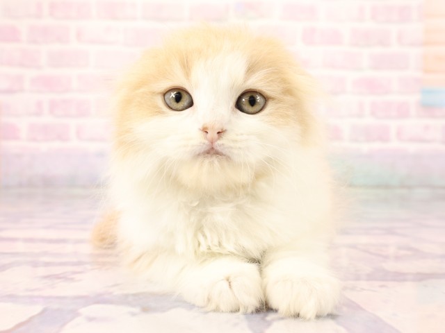 スコティッシュフォールド