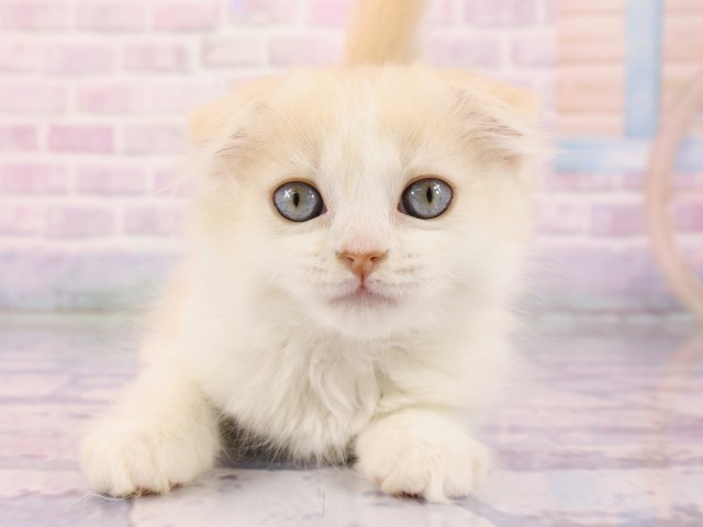 スコティッシュフォールド