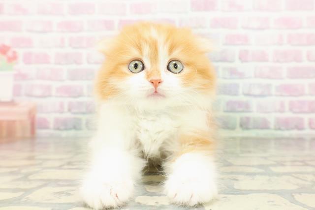 スコティッシュフォールド