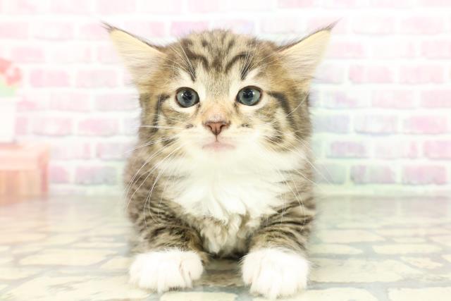 ノルウェージャン・フォレストキャット