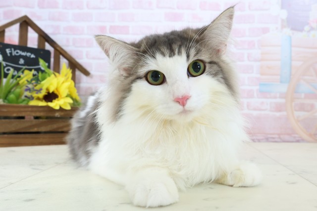 ノルウェージャン・フォレストキャット
