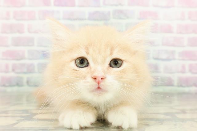 ノルウェージャン・フォレストキャット
