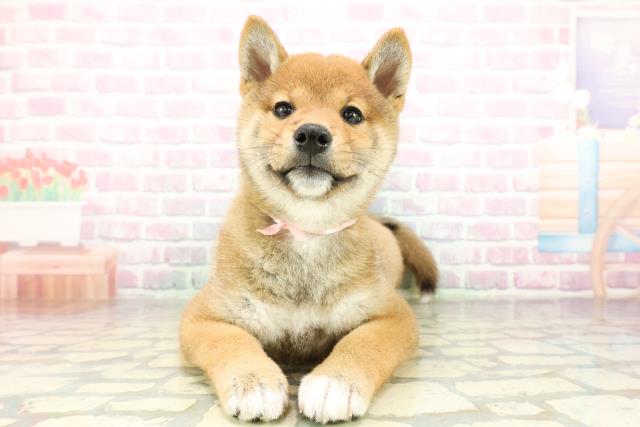 柴犬