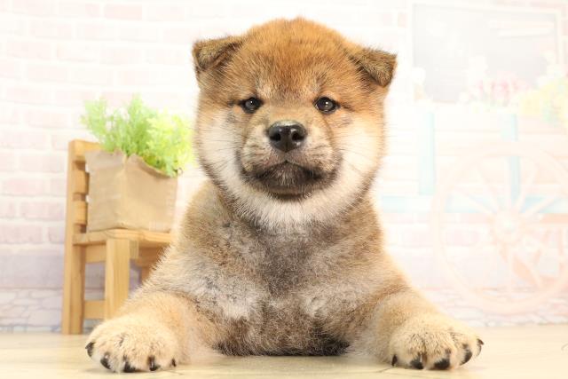 柴犬