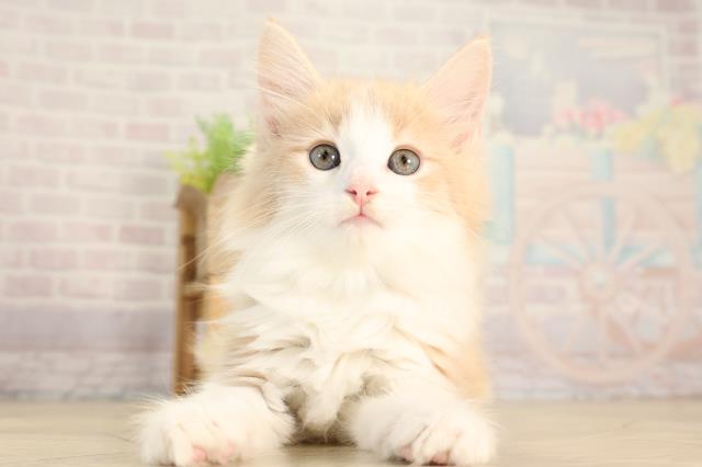 ノルウェージャン・フォレストキャット