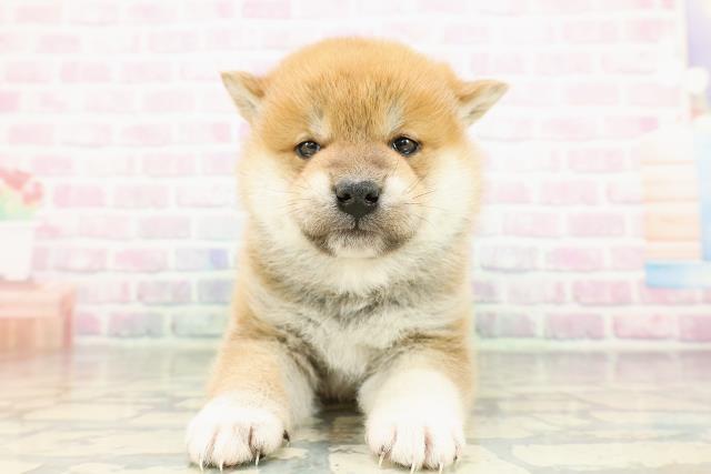 柴犬