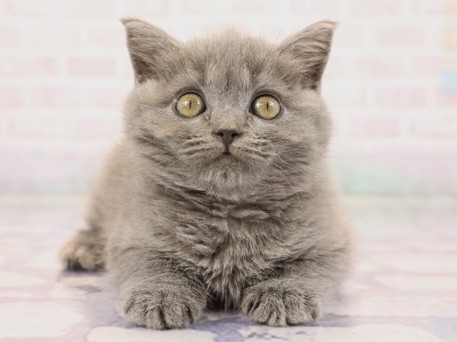 ブリティッシュショートヘアー