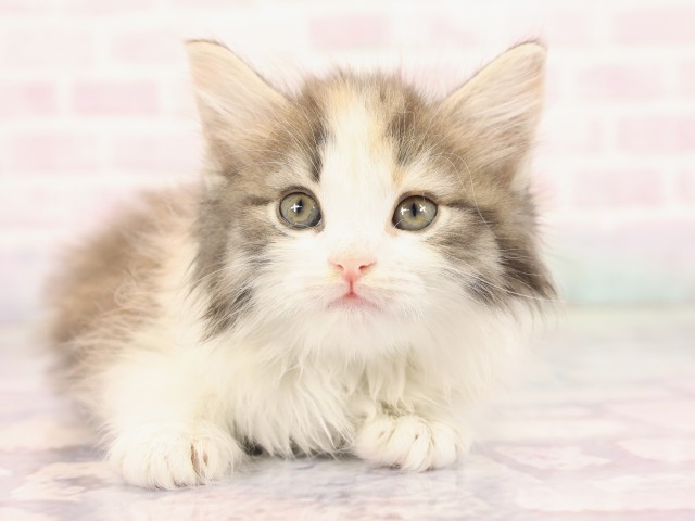 ノルウェージャン・フォレストキャット