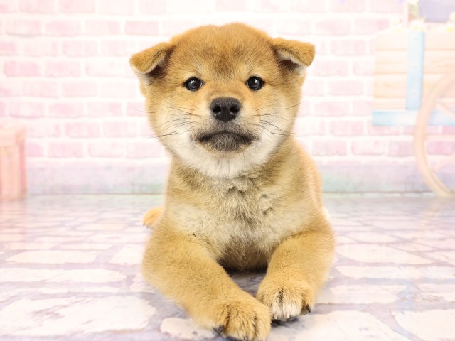 柴犬