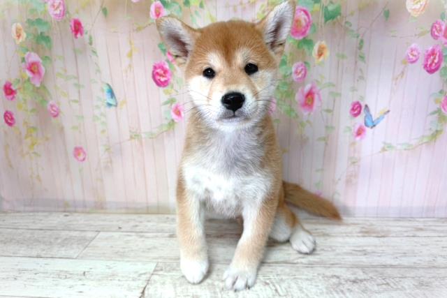 柴犬