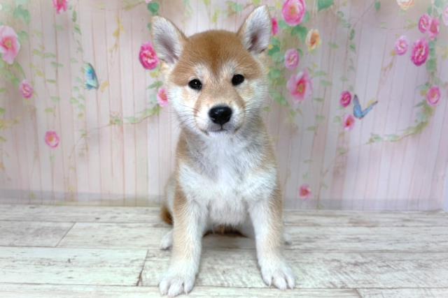 柴犬