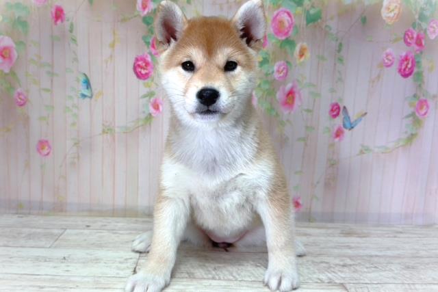 柴犬