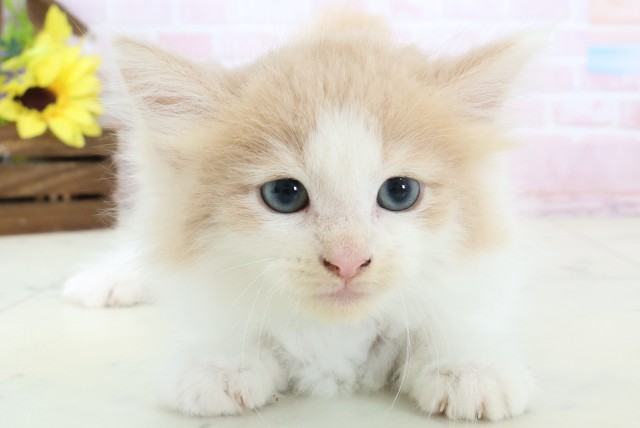 ノルウェージャン・フォレストキャット