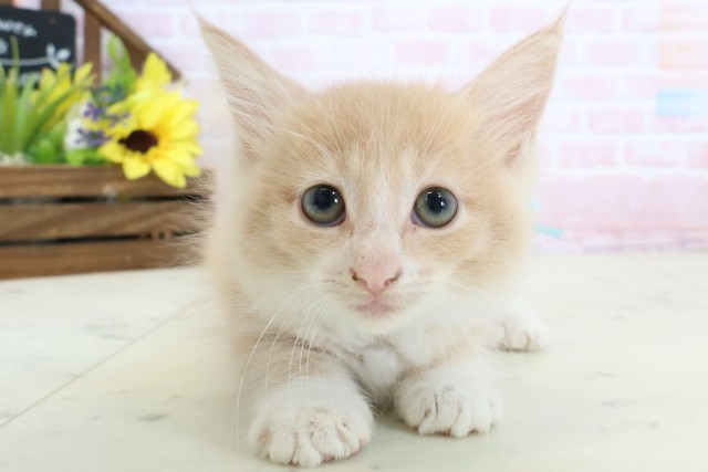 ノルウェージャン・フォレストキャット