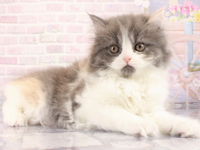 ブリティッシュロングヘアー